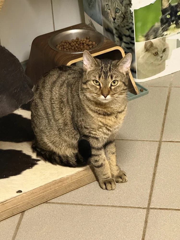 Coray, male young mixed breed for adoption at Tierschutzverein Weil am Rhein e.V., Weil am Rhein