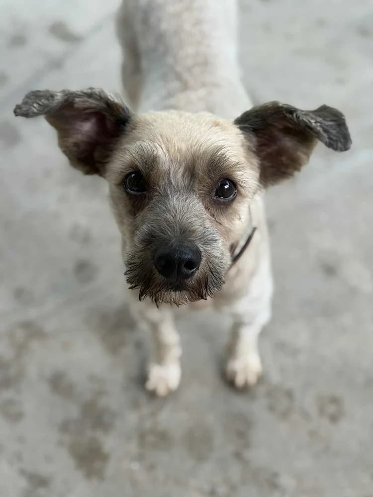 Rudi, male 7yo mixed breed for adoption at Tierschutzverein Weil am Rhein e.V., Weil am Rhein
