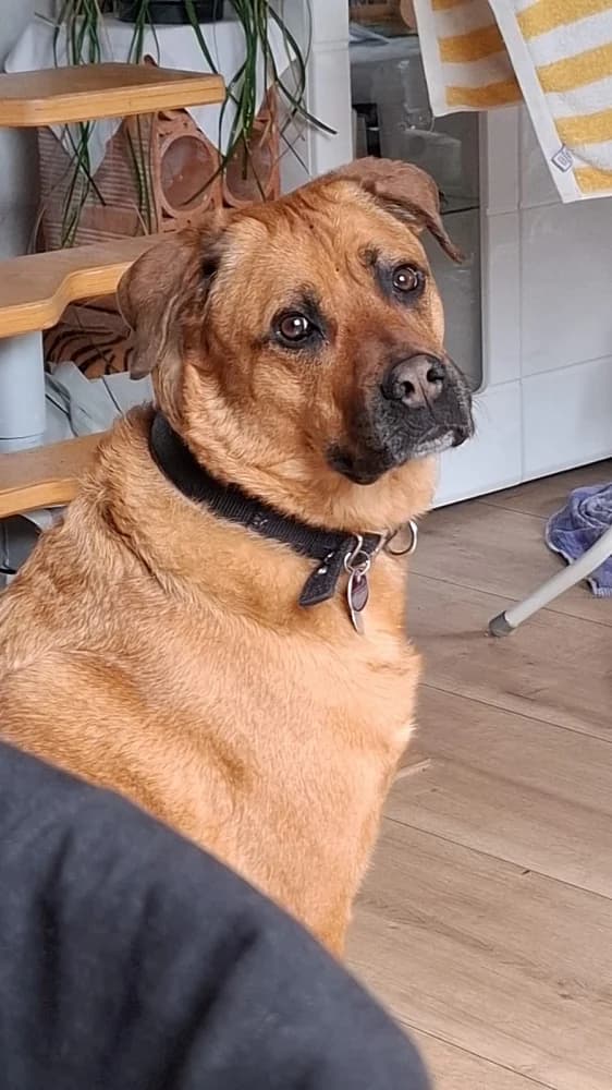 Leila, female 5yo Rottweiler for adoption at Tierschutzverein Weil am Rhein e.V., Weil am Rhein