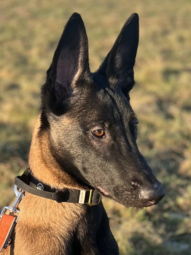 Coffy, male puppy Belgian Malinois for adoption at Tierschutzverein Weil am Rhein e.V., Weil am Rhein