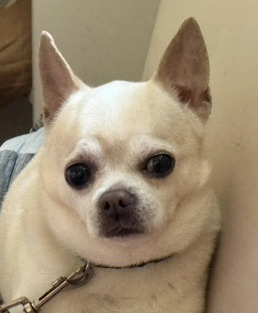 Winny, male senior Chihuahua for adoption at Tierschutzverein Weil am Rhein e.V., Weil am Rhein