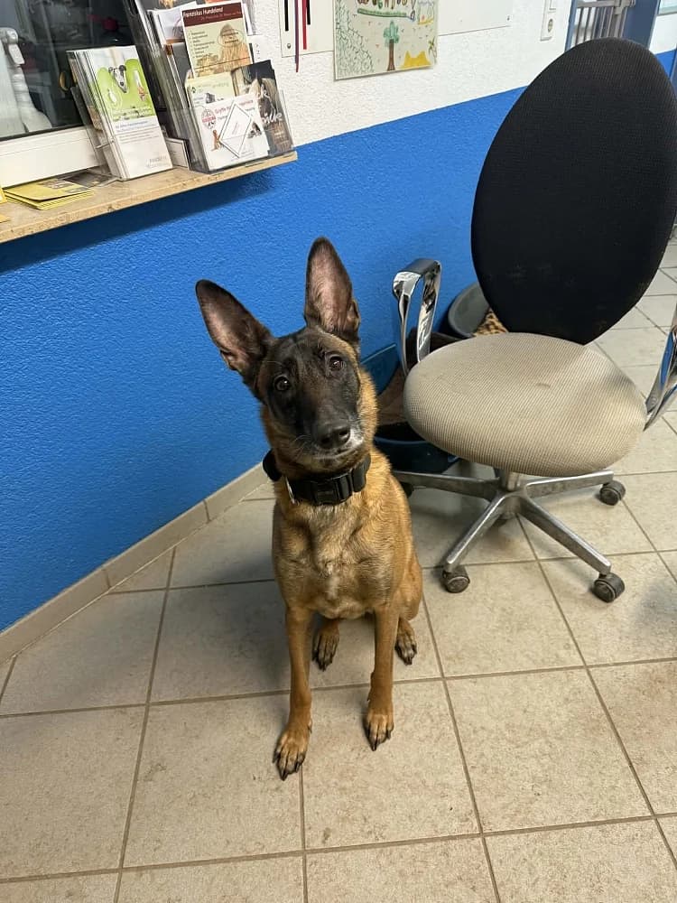 Mika, female 6yo Belgian Malinois for adoption at Tierschutzverein Weil am Rhein e.V., Weil am Rhein