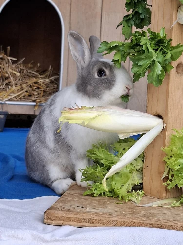 Muse, female mixed breed for adoption at Emma-Paolini-Tierheim, Weil am Rhein