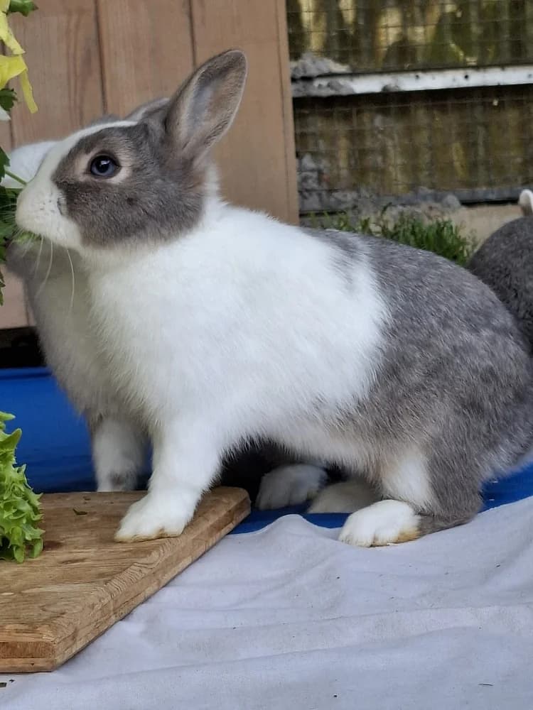 Musica, female mixed breed for adoption at Emma-Paolini-Tierheim, Weil am Rhein