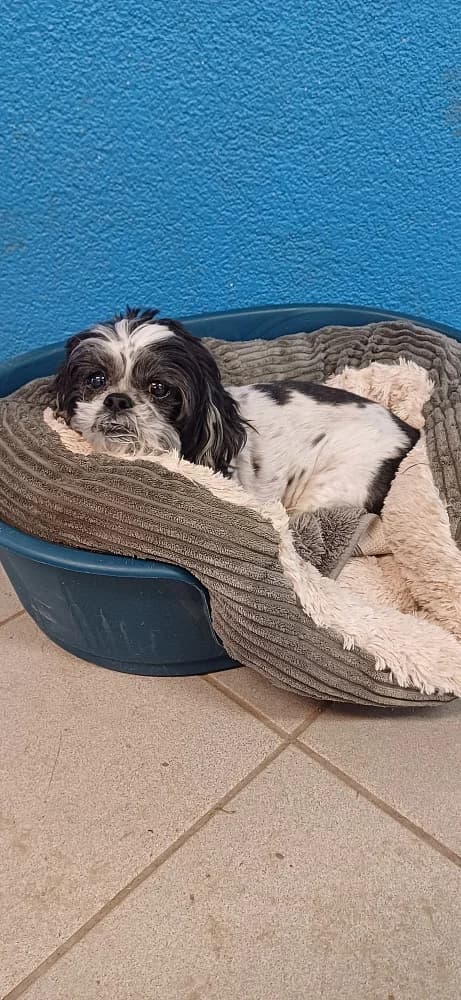 Charly, male Shih Tzu for adoption at Tierschutzverein Weil am Rhein e.V., Weil am Rhein