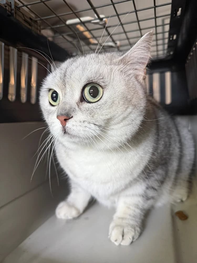 Cercei, female 4yo British Shorthair for adoption at Tierschutzverein Weil am Rhein e.V., Weil am Rhein