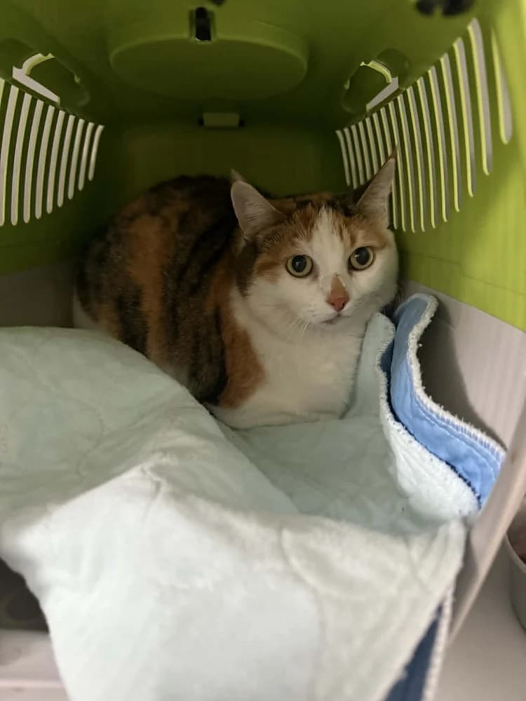 Flamara, female 3yo mixed breed for adoption at Tierschutzverein Weil am Rhein e.V., Weil am Rhein