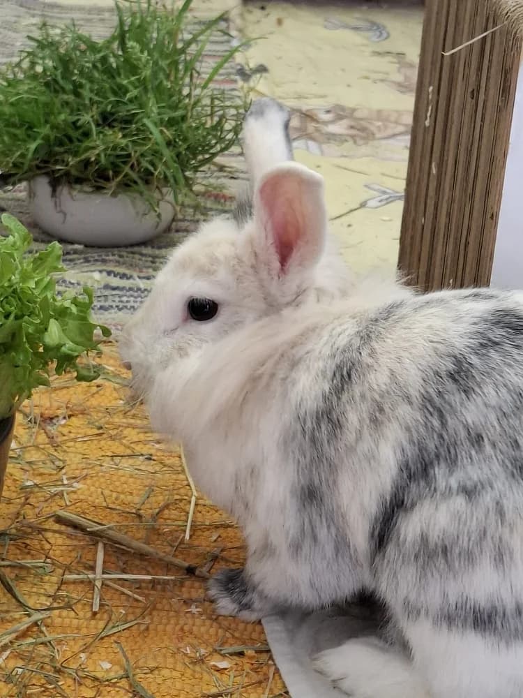 Fee, female young mixed breed for adoption at Emma-Paolini-Tierheim, Weil am Rhein