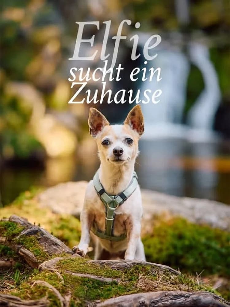 Elfie, female 7yo Chihuahua for adoption at Emma-Paolini-Tierheim, Weil am Rhein