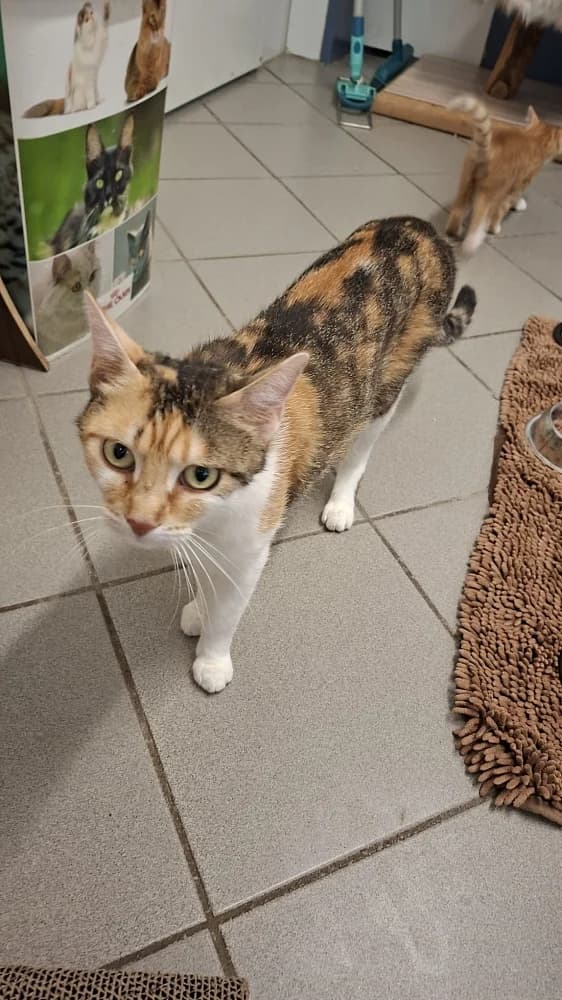 Romy, female young mixed breed for adoption at Emma-Paolini-Tierheim, Weil am Rhein