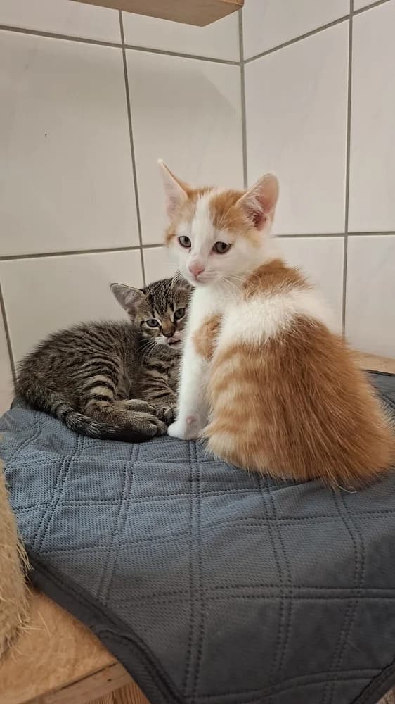 Rikon, male mixed breed for adoption at Emma-Paolini-Tierheim, Weil am Rhein
