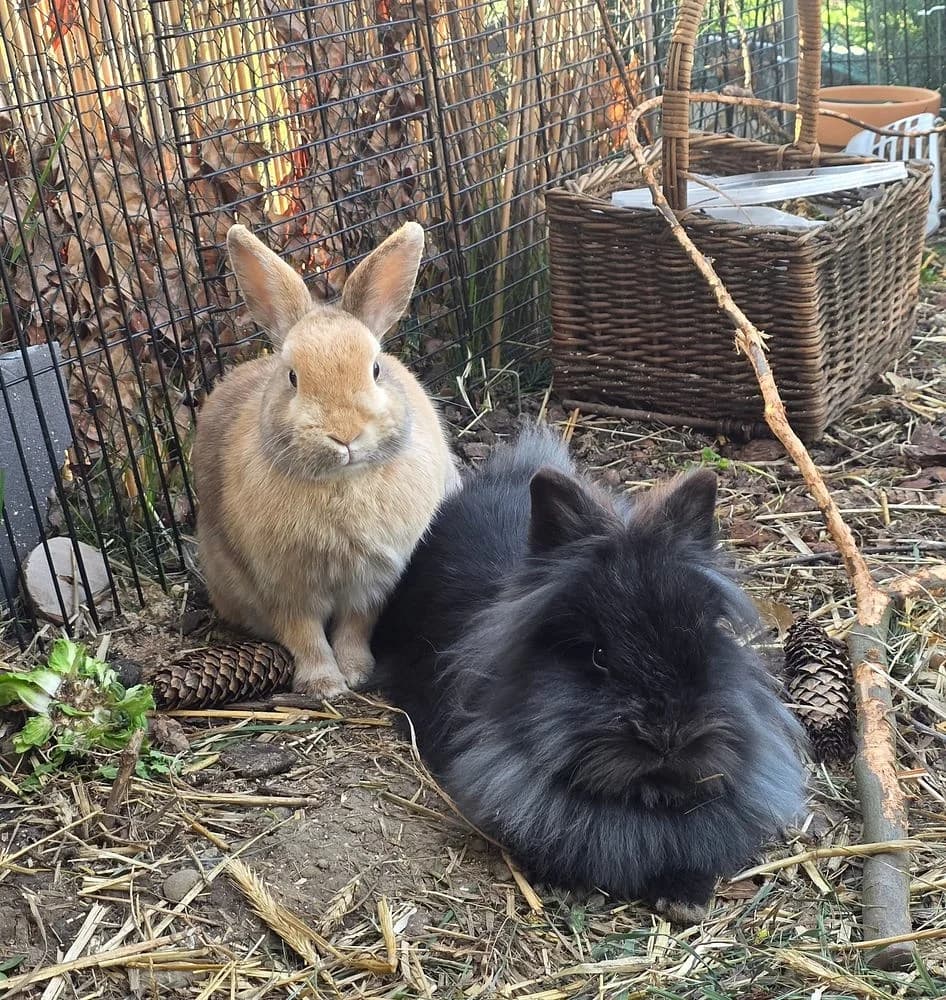 Molly und Smoki,  young mixed breed for adoption at Tierschutzverein Weil am Rhein e.V., Weil am Rhein