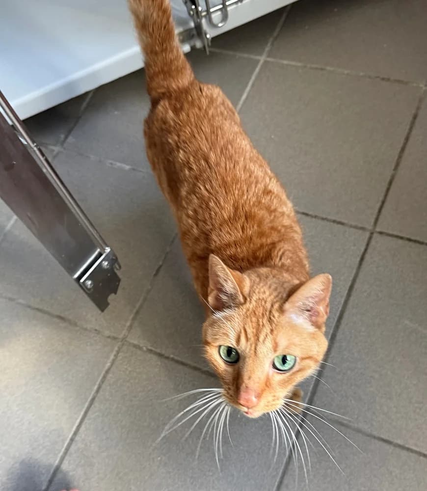 Simba, male senior mixed breed for adoption at Tierschutzverein Weil am Rhein e.V., Weil am Rhein