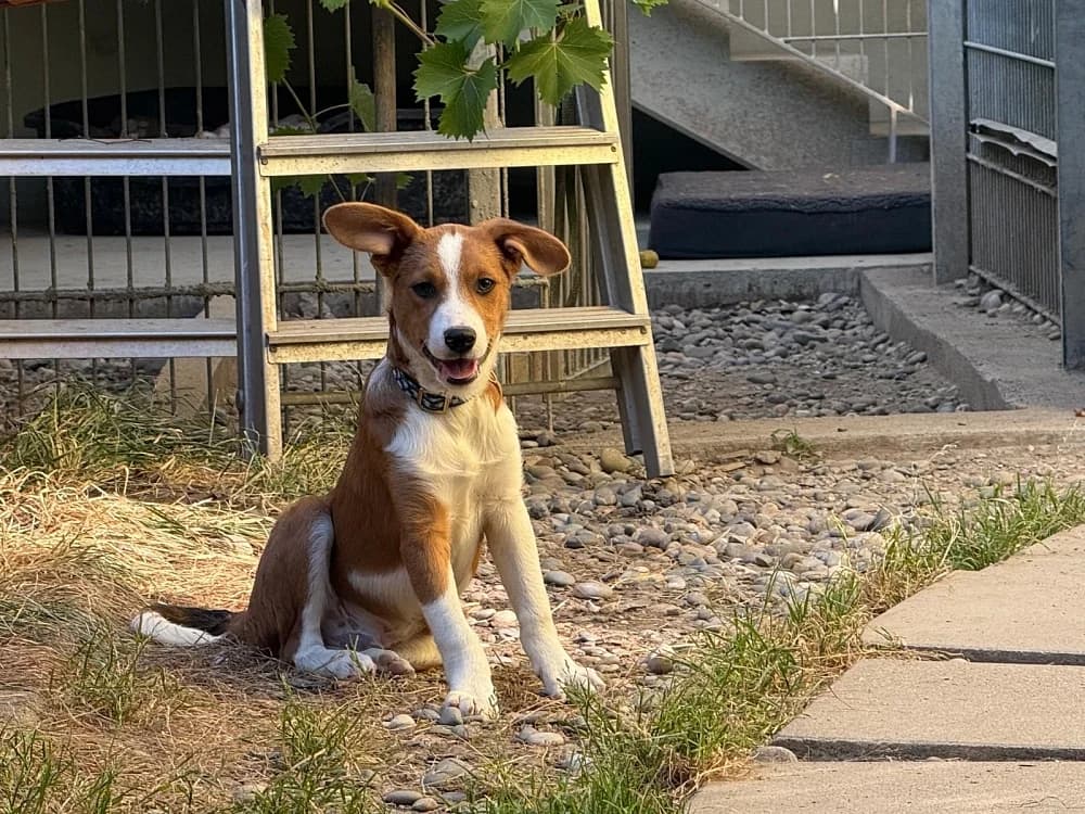 Joker, weiss male puppy Mixed Breed for adoption at Tierschutzverein Weil am Rhein e.V., Weil am Rhein