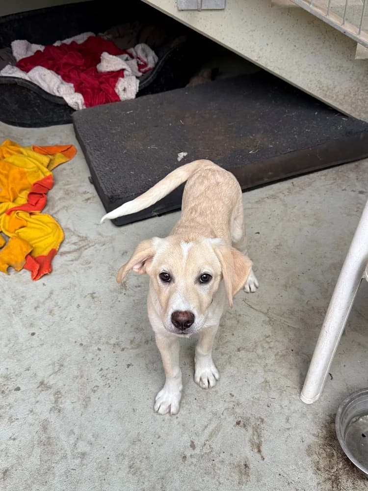 Annelie, female puppy Labrador Retriever for adoption at Tierschutzverein Weil am Rhein e.V., Weil am Rhein