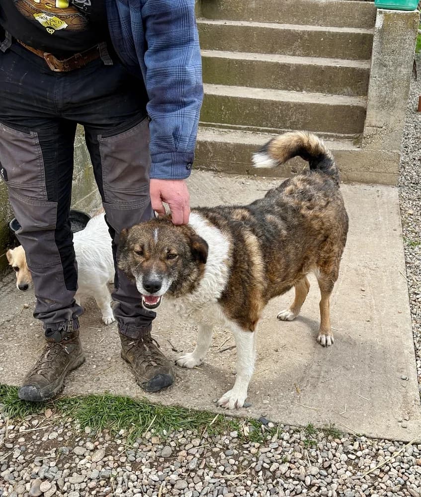 Gogu, male 5yo Mixed Breed for adoption at Tierschutzverein Weil am Rhein e.V., Weil am Rhein