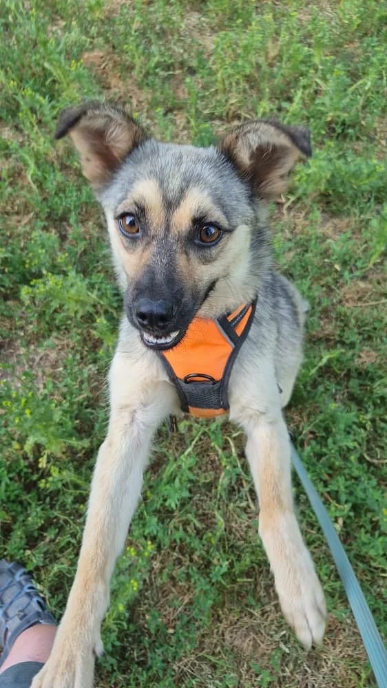 Tess, female Mixed Breed for adoption at Tierschutzverein Weil am Rhein e.V., Weil am Rhein
