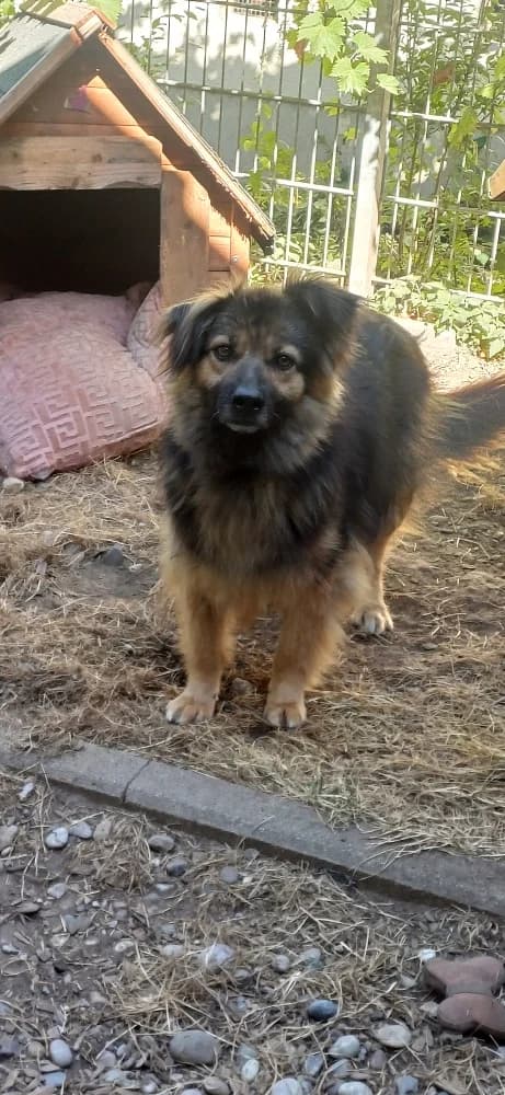 Bandita, female 3yo Mixed Breed for adoption at Tierschutzverein Weil am Rhein e.V., Weil am Rhein