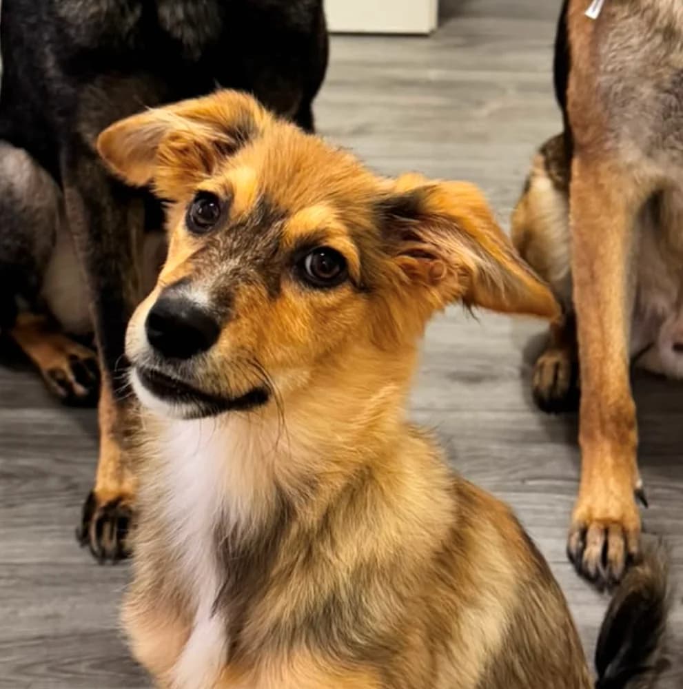 Joy, female puppy Mixed Breed for adoption at Tierschutzverein Weil am Rhein e.V., Weil am Rhein