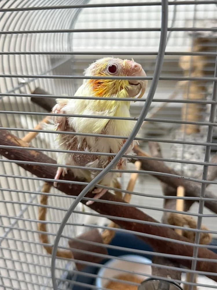 Coco, female 3yo mixed breed for adoption at Emma-Paolini-Tierheim, Weil am Rhein