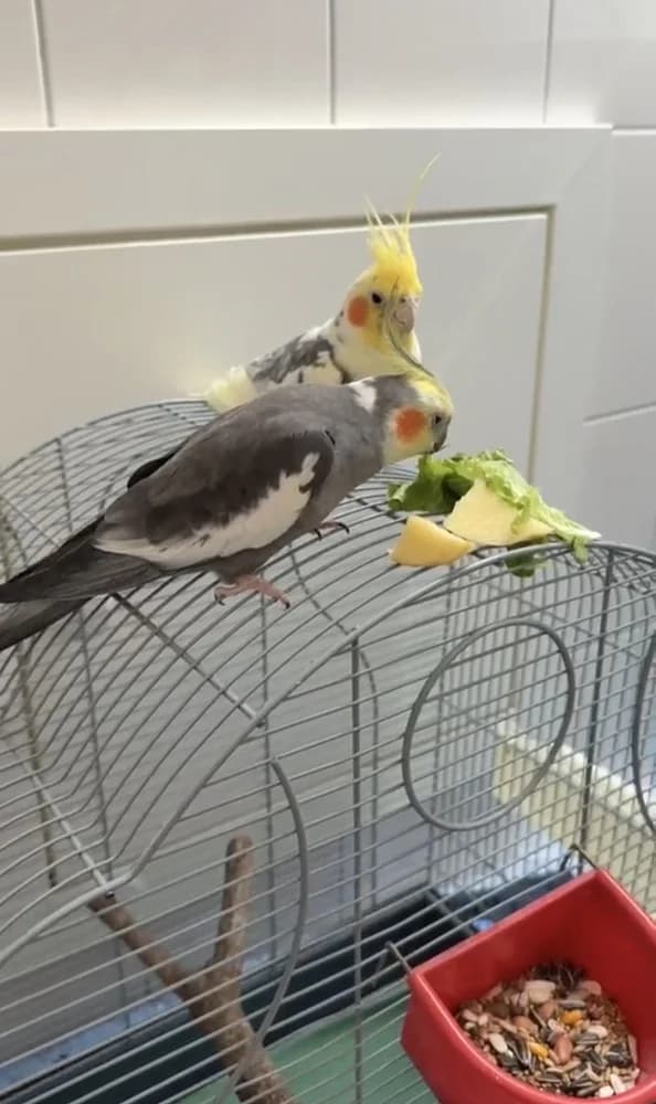 Punky und Funky, male 3yo mixed breed for adoption at Tierschutzverein Weil am Rhein e.V., Weil am Rhein