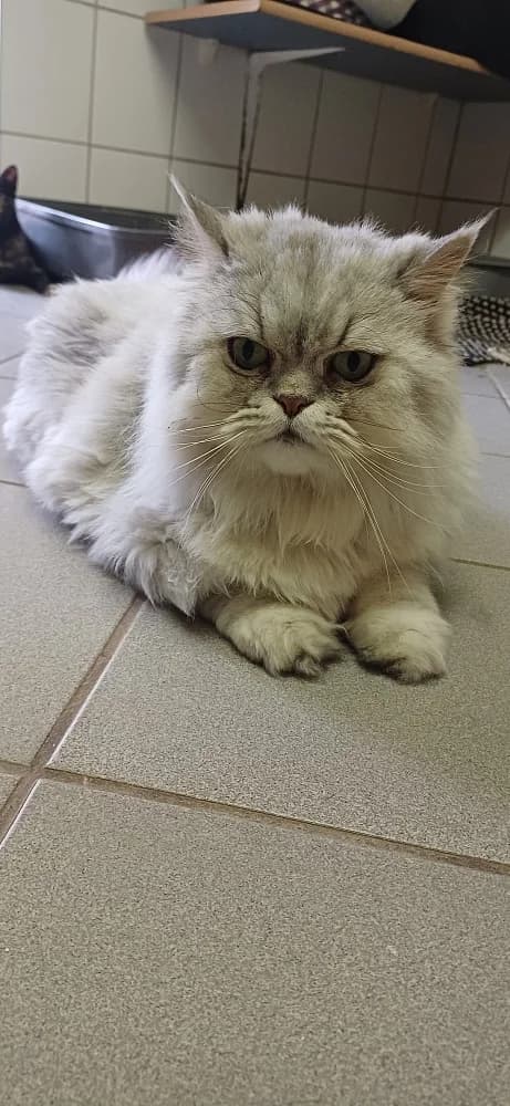 Ajax, male senior Persian for adoption at Tierschutzverein Weil am Rhein e.V., Weil am Rhein
