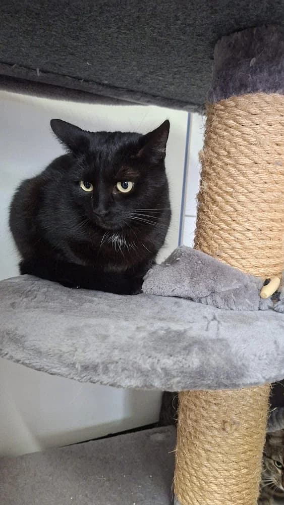 Alika, female 5yo mixed breed for adoption at Tierschutzverein Weil am Rhein e.V., Weil am Rhein