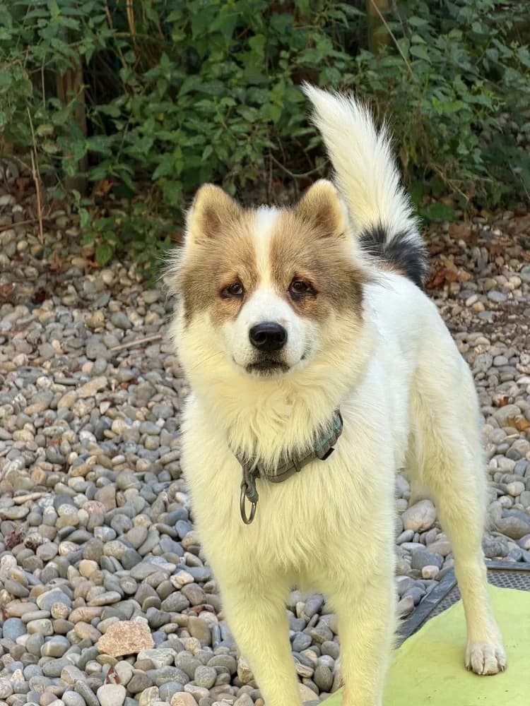 Merle, merle female 5yo mixed breed for adoption at Tierschutzverein Weil am Rhein e.V., Weil am Rhein