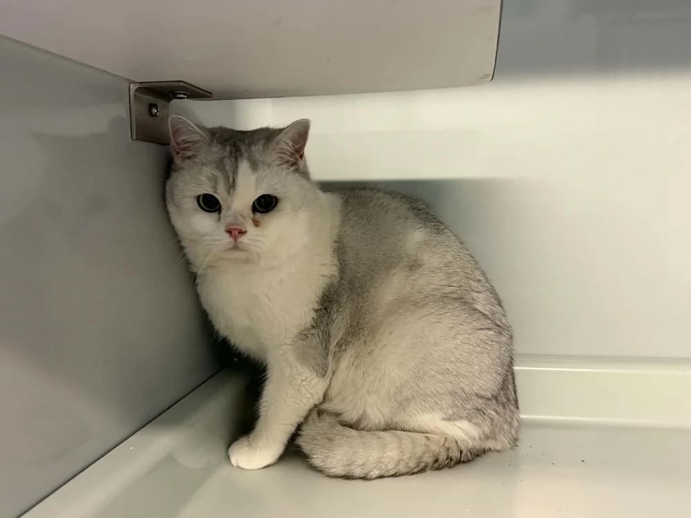 John Snow, male 3yo British Shorthair for adoption at Tierschutzverein Weil am Rhein e.V., Weil am Rhein