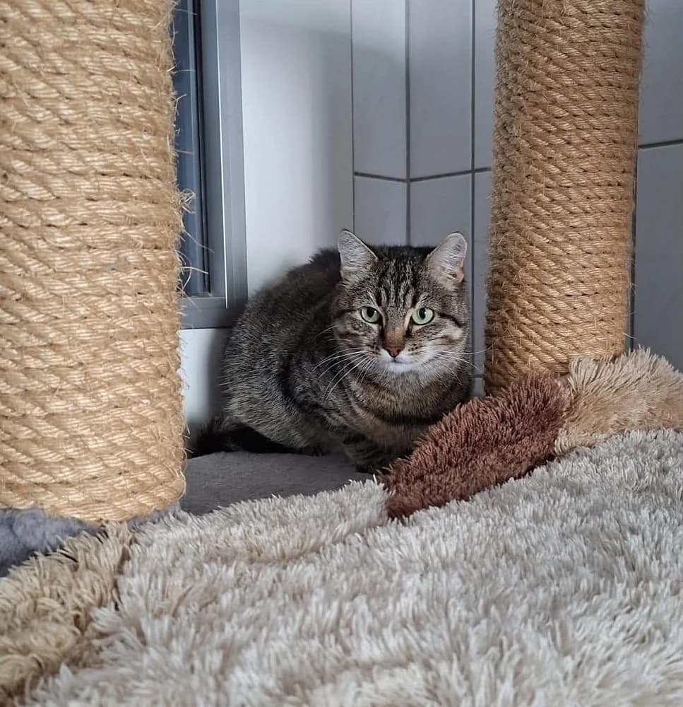 Cruela, female 3yo mixed breed for adoption at Tierschutzverein Weil am Rhein e.V., Weil am Rhein
