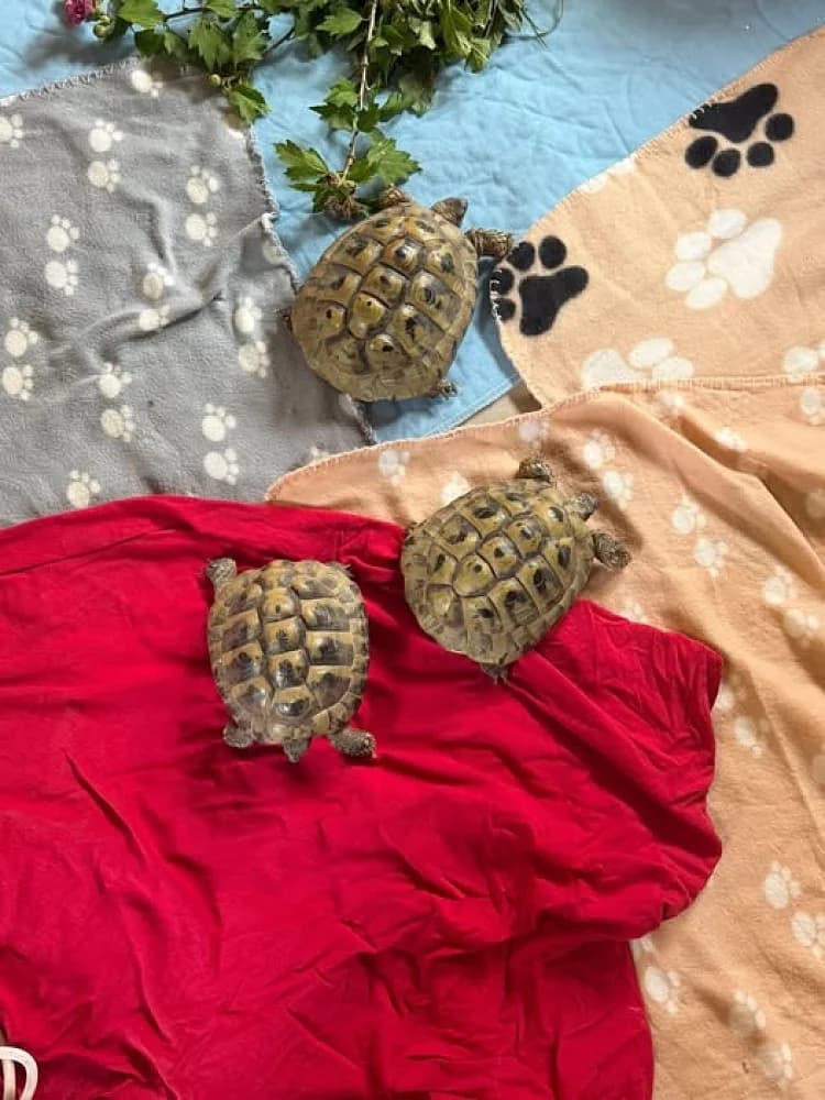 3 Schildkröten, male senior Mixed Breed for adoption at Tierschutzverein Weil am Rhein e.V., Weil am Rhein