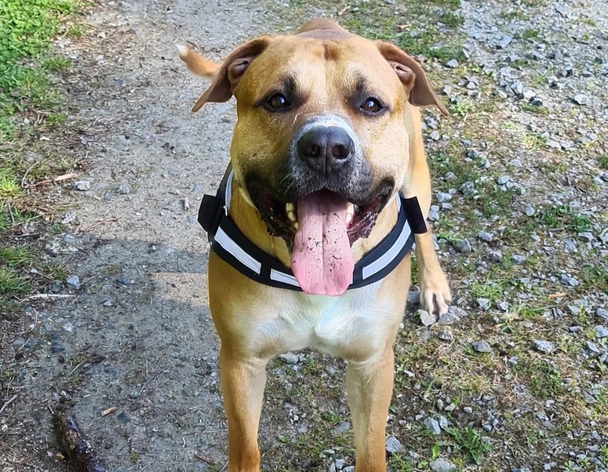 Baloo, male 5yo Mixed Breed for adoption at Tierschutzverein OHZ e.V., Osterholz-Scharmbeck