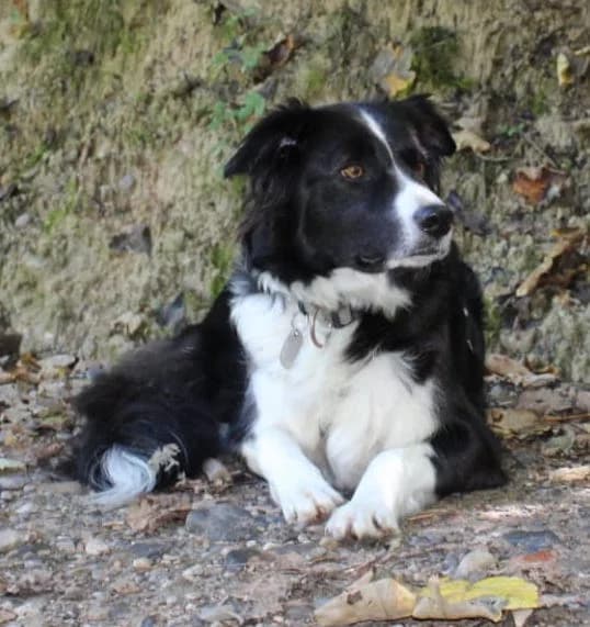 Ivy, female 6yo Border Collie for adoption at Tierschutzverein OHZ e.V., Osterholz-Scharmbeck
