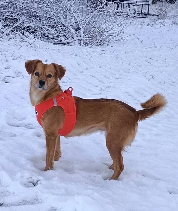 Luna, female 6yo Mixed Breed for adoption at Tierschutzverein OHZ e.V., Osterholz-Scharmbeck
