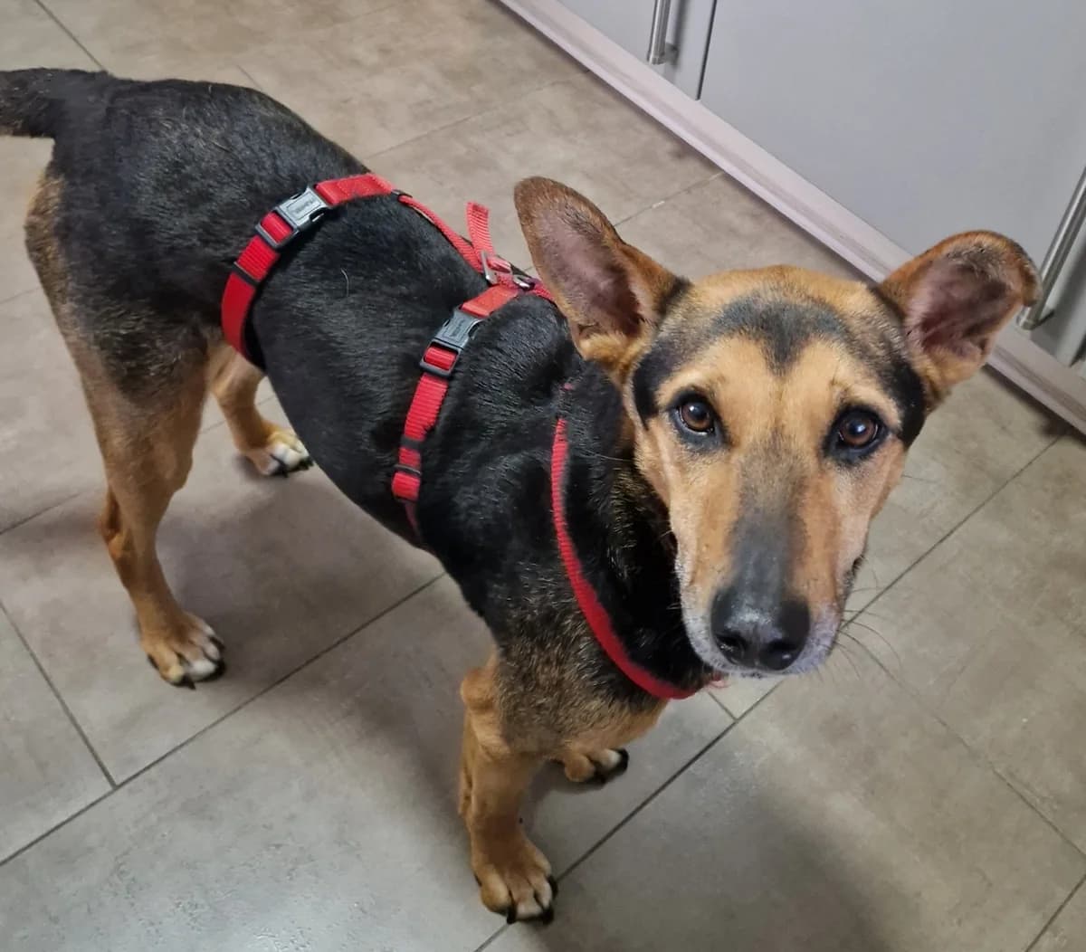 Cleo, female 5yo Mixed Breed for adoption at Tierschutzverein OHZ e.V., Osterholz-Scharmbeck