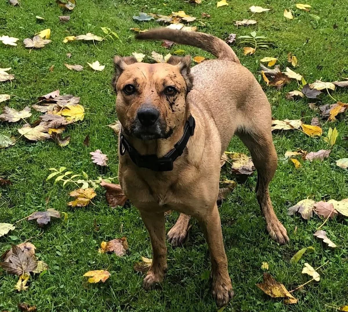 Lotta, female puppy Mixed Breed for adoption at Tierschutzverein OHZ e.V., Osterholz-Scharmbeck