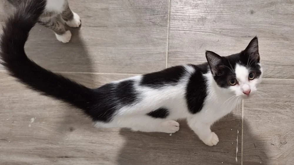 Keks, female Mixed Breed for adoption at Tierschutzverein OHZ e.V., Osterholz-Scharmbeck