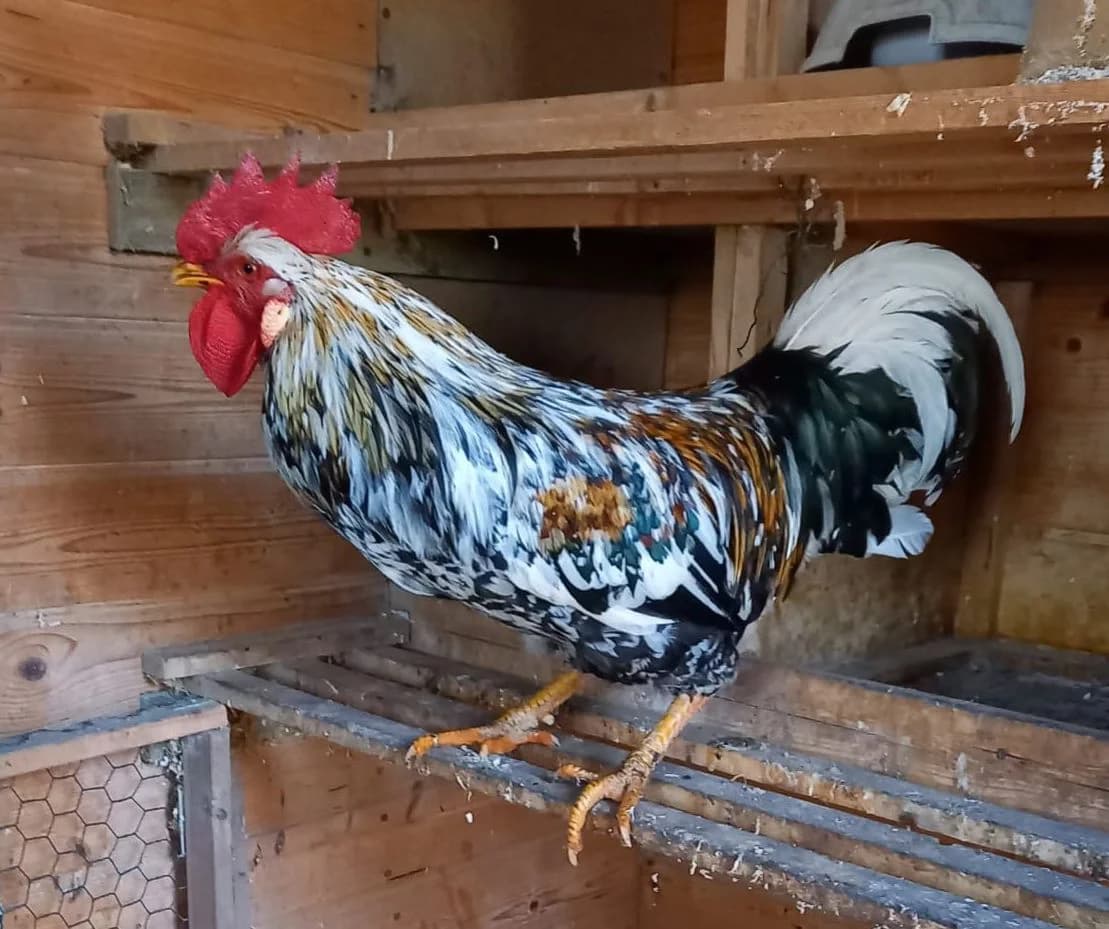 Junger Hahn, male Mixed Breed for adoption at Tierschutzverein OHZ e.V., Osterholz-Scharmbeck