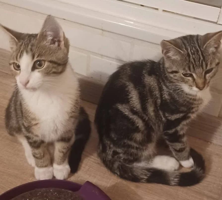 Kleine Katzenfamilie, male Mixed Breed for adoption at Tierschutzverein OHZ e.V., Osterholz-Scharmbeck