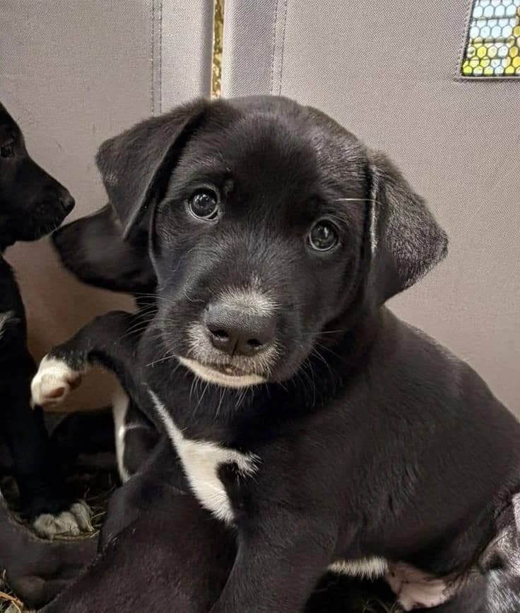Vier kleine Herzensbrecher, weiß male Mixed Breed for adoption at Tierschutzverein OHZ e.V., Osterholz-Scharmbeck