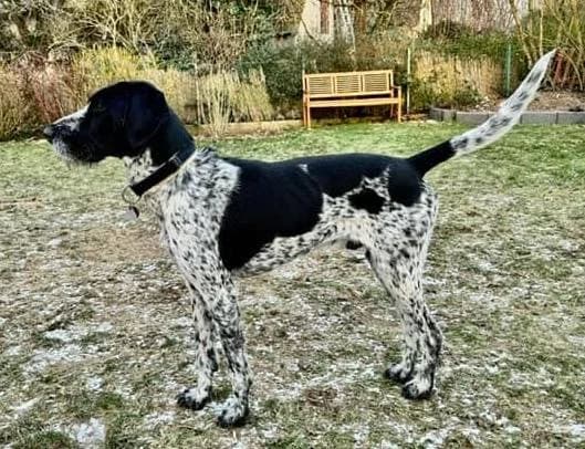 Malo, weiß male senior mixed breed for adoption at Tierschutzverein OHZ e.V., Osterholz-Scharmbeck