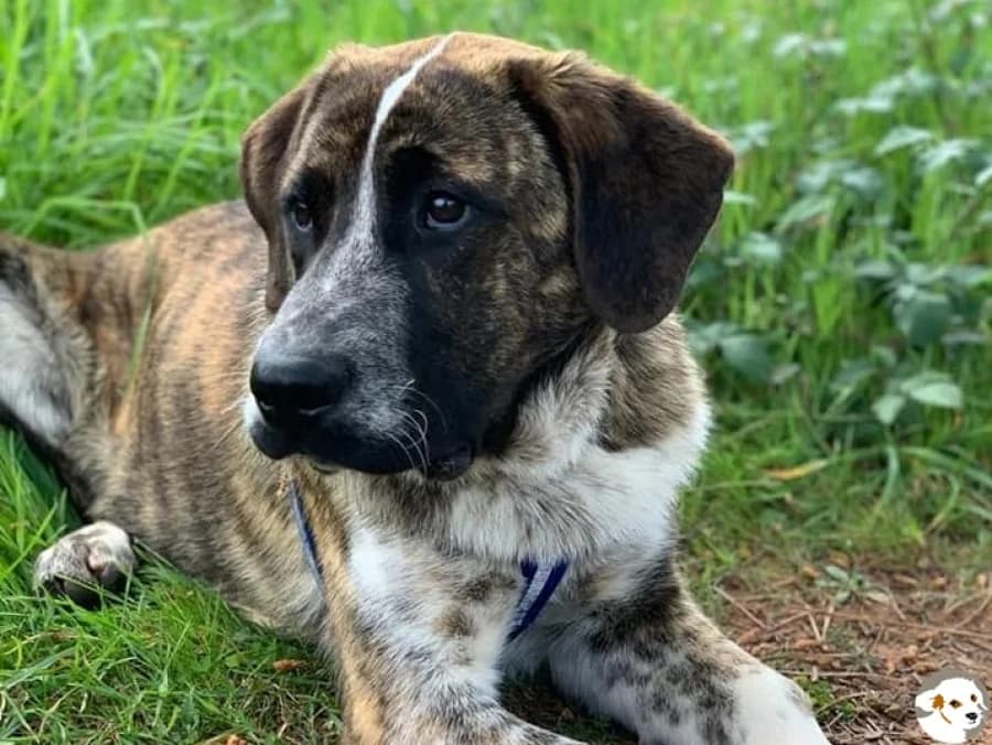 Boris, male 6yo Rafeiro do Alentejo for adoption at Tiersinfonie Anou e.V.