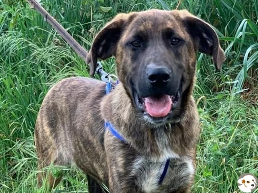 Wilson, male 6yo Rafeiro do Alentejo for adoption at Tiersinfonie Anou e.V.