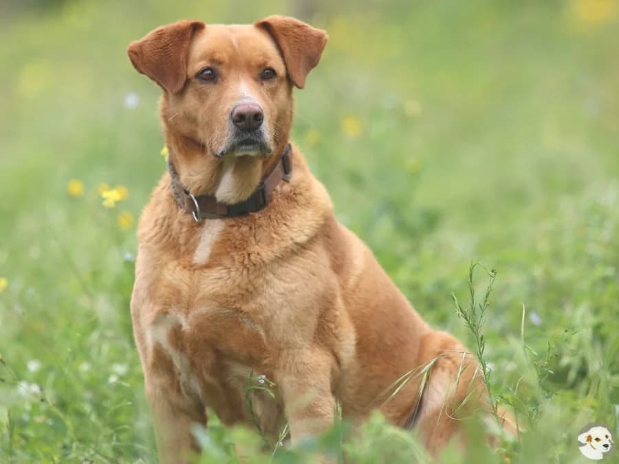 Luna, female 6yo Labrador Retriever for adoption at Tiersinfonie Anou e.V.