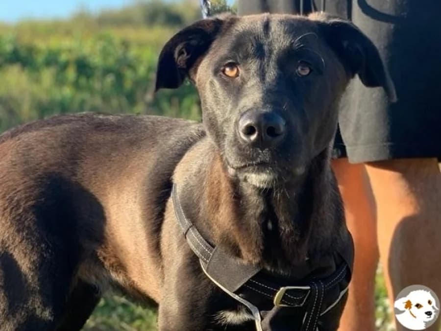 Lucas sucht Pflege- oder Endstelle, male 5yo Labrador Retriever for adoption at Tiersinfonie Anou e.V.
