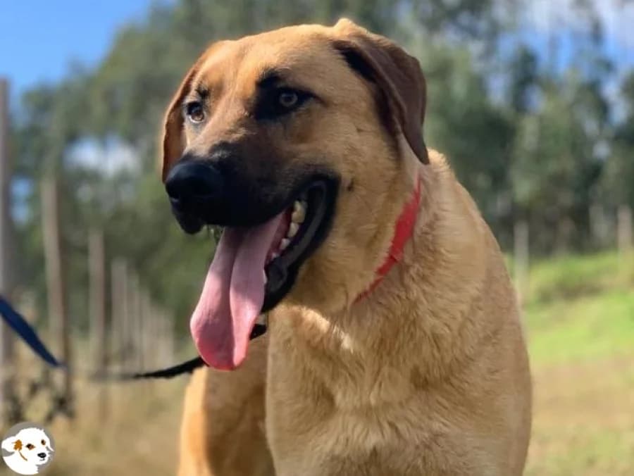 Lara, female 5yo Mixed Breed for adoption at Tiersinfonie Anou e.V.