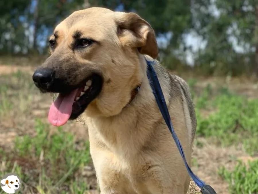 Lolita, female 5yo German Shepherd for adoption at Tiersinfonie Anou e.V.