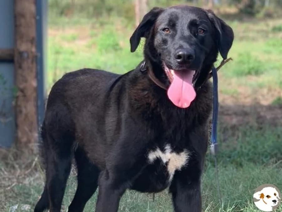 Lord, male 5yo Labrador Retriever for adoption at Tiersinfonie Anou e.V.