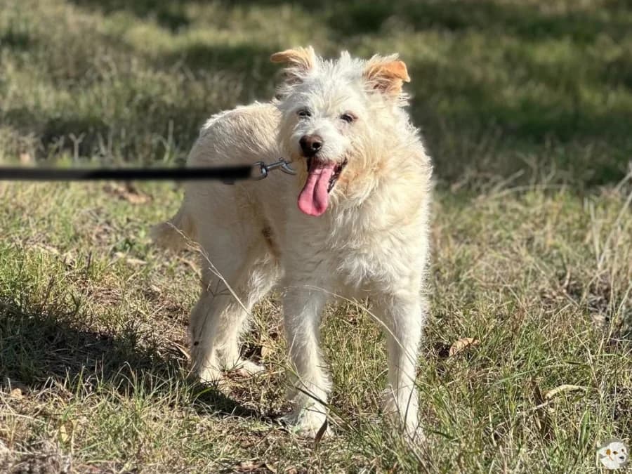 Bene, male senior mixed breed for adoption at Tiersinfonie Anou e.V.