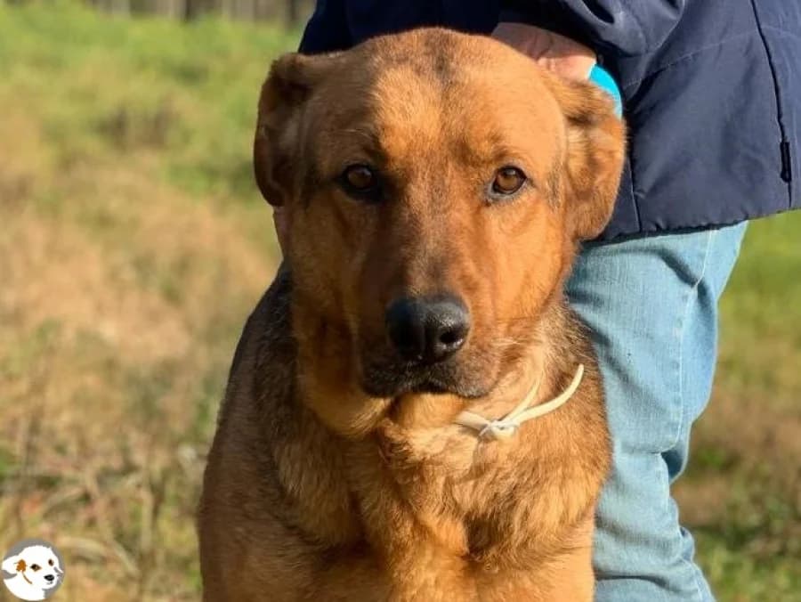 King, male 7yo German Shepherd for adoption at Tiersinfonie Anou e.V.